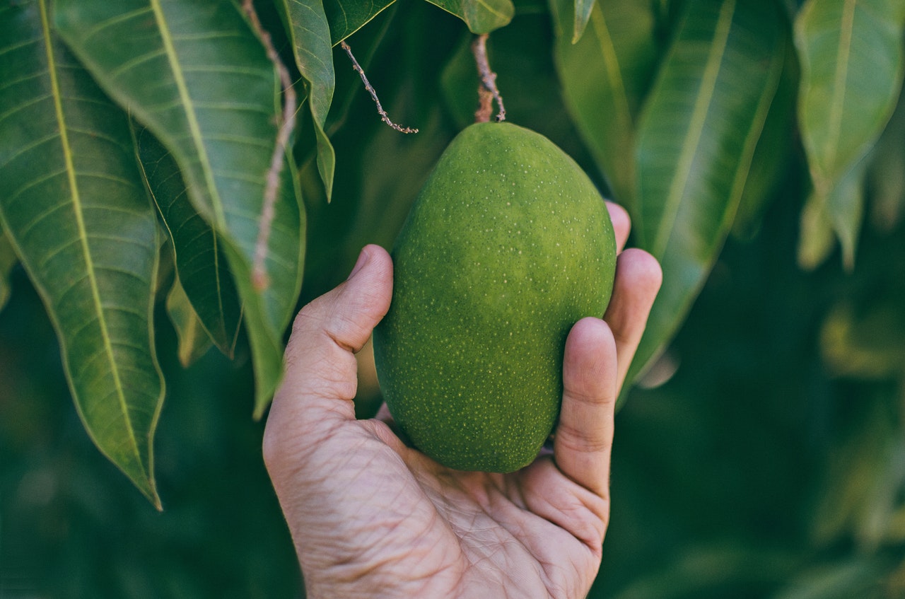 Hoe gezond is een mango?